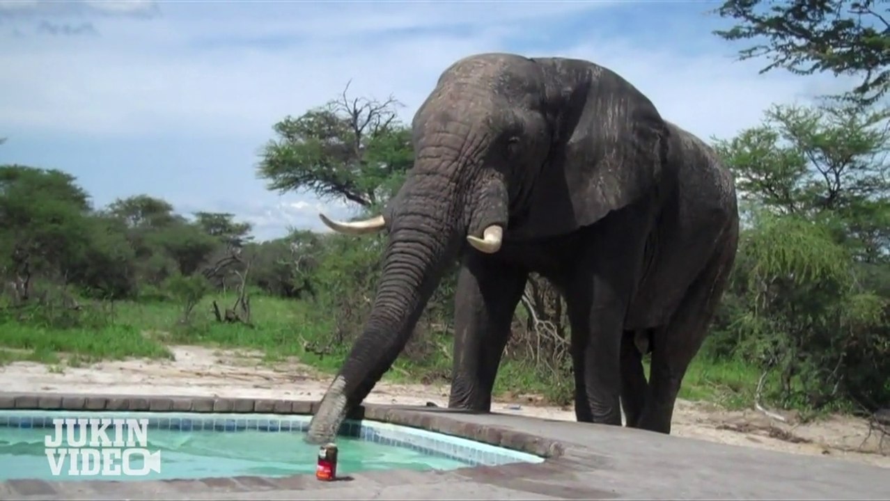 Elephant Crashes pool party