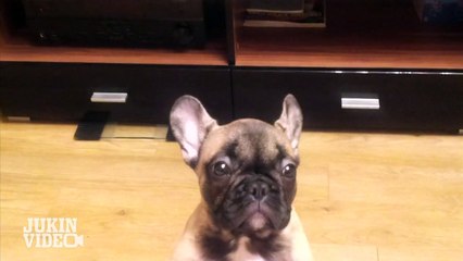 French Bulldog crying to get on couch