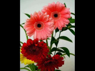 SURAT AL YASEEN 36 WITH URDU TRANSLATION