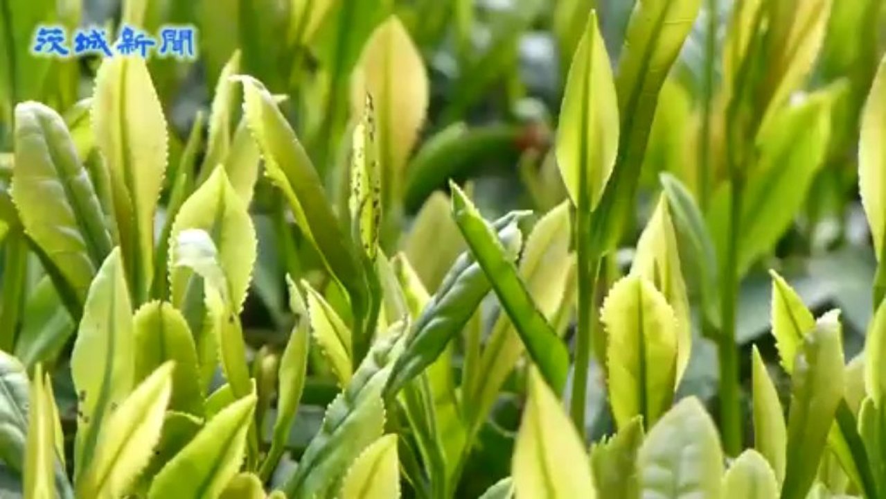 境町で怪しい新茶の摘み取り始まる