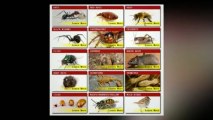 Pest Control Phoenix - | Bed Bugs | (623) 877-0550 - AntEater Exterminating Inc