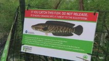 Fish That Can Live Without Water Found in Central Park
