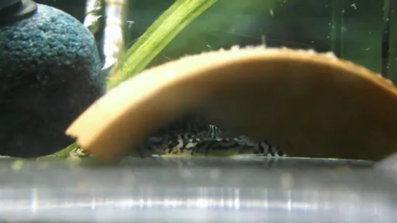 L46 avant repas artemias