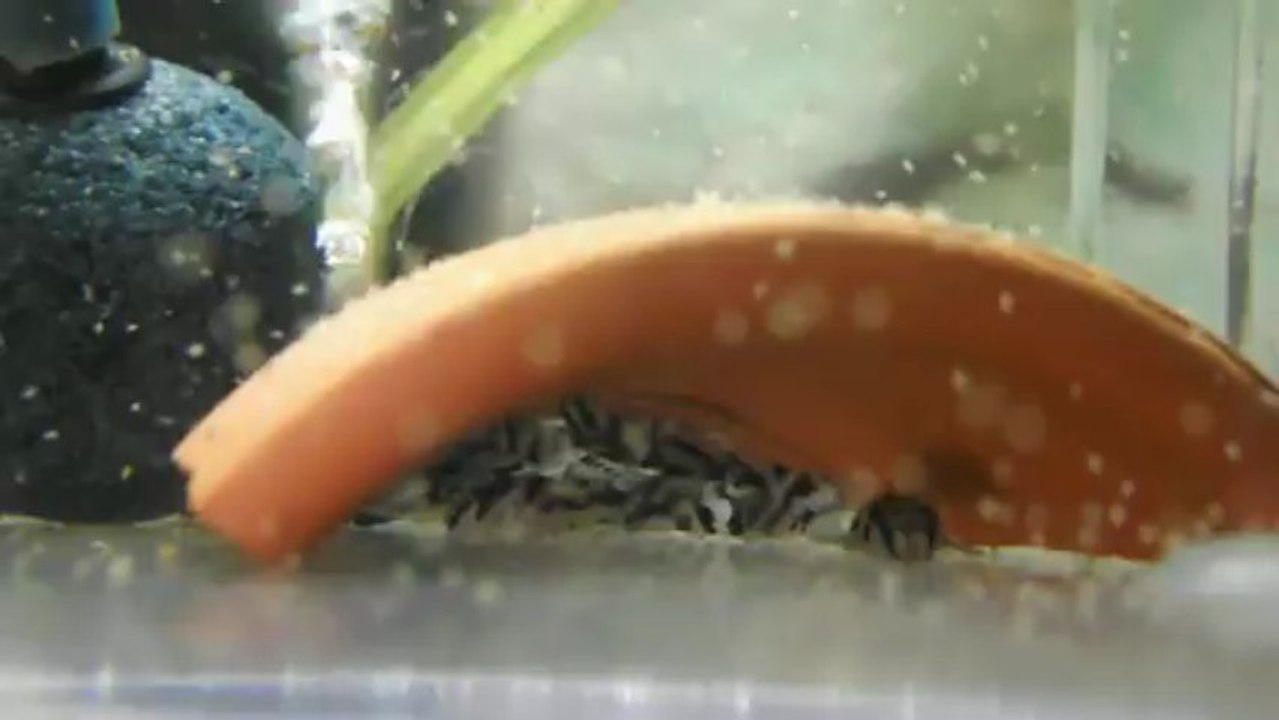 Video repas artemias