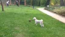Un chien en laisse tiré par un autre chien