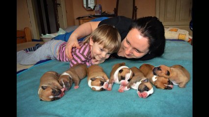 AMAZONKA kennel - nice amstaff puppies 2013 (litter "Z" - *2 days old)