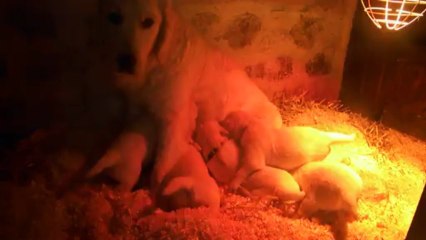 Les goldens à 3 semaines 1/3