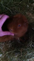 Praline et les papouilles