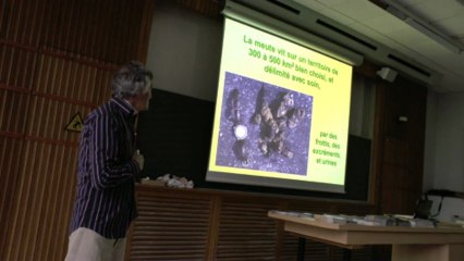 Conférence partie 1 "l'homme et le loup, une cohabitation possible?" par Hervé Boyac