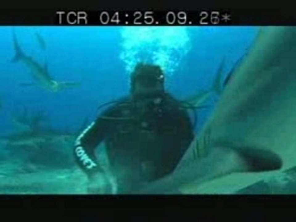 Stuart fed to sharks