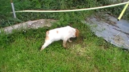 Petites chiennes  mai 2013