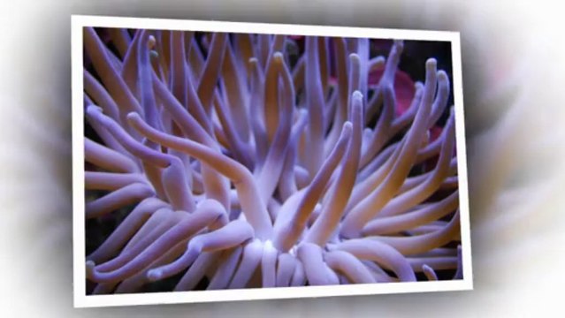 Coral Tanks Saint Augustine, Pet World Coral Tanks 904-797-2562 Saint Augustine, Florida.