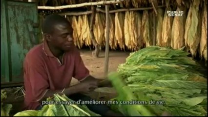 MALAWI: LES ENFANTS ET LE PIÈGE DE L'INDUSTRIE DU TABAC