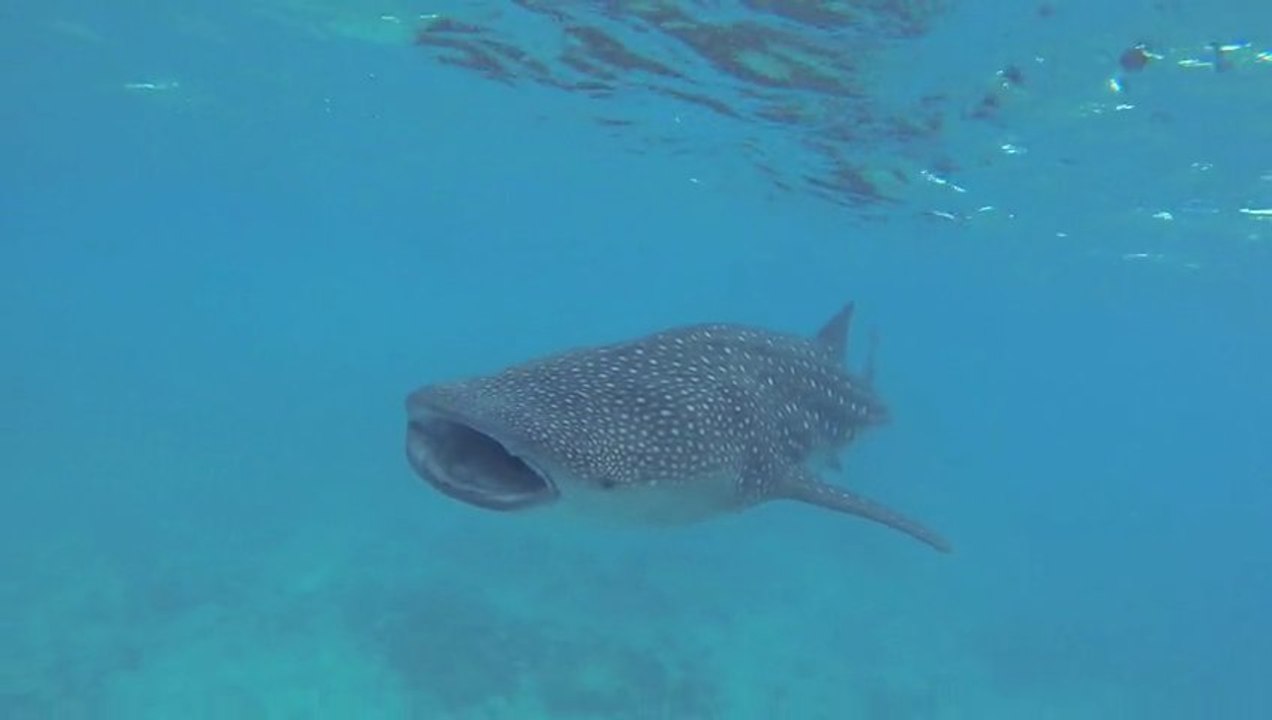 whale shark, south ari atoll, maldives