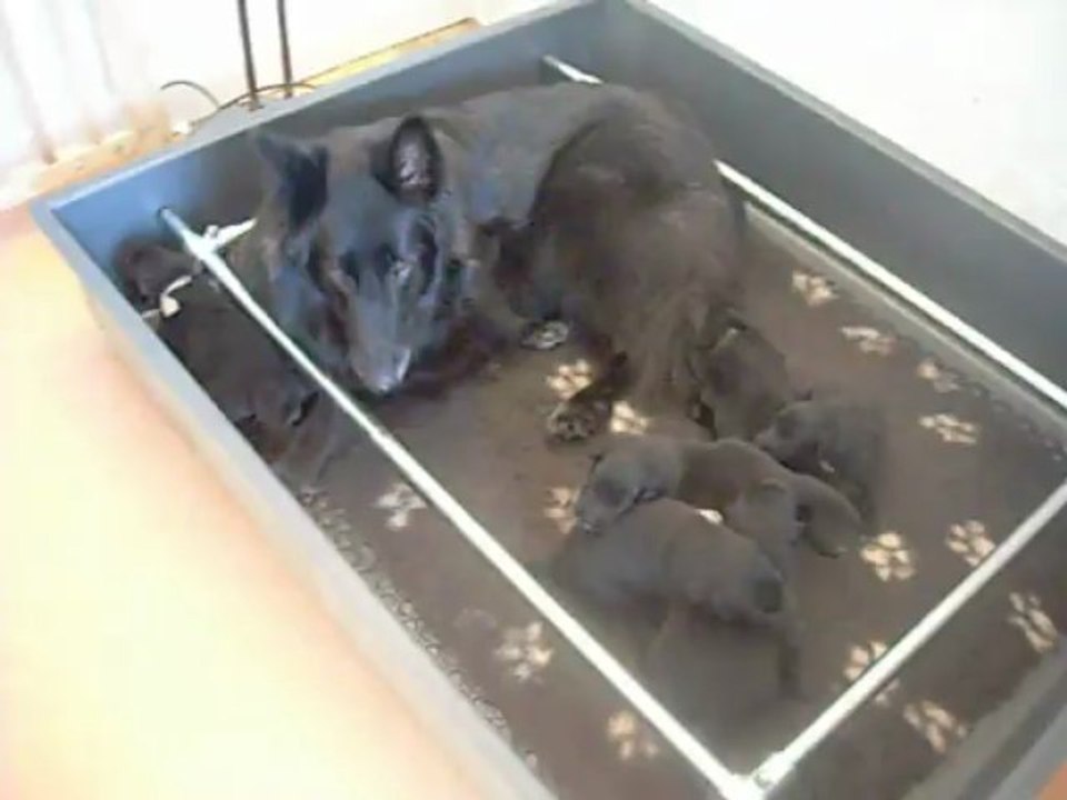 3 mai 2013 : chiots de Celtic : 12 jours