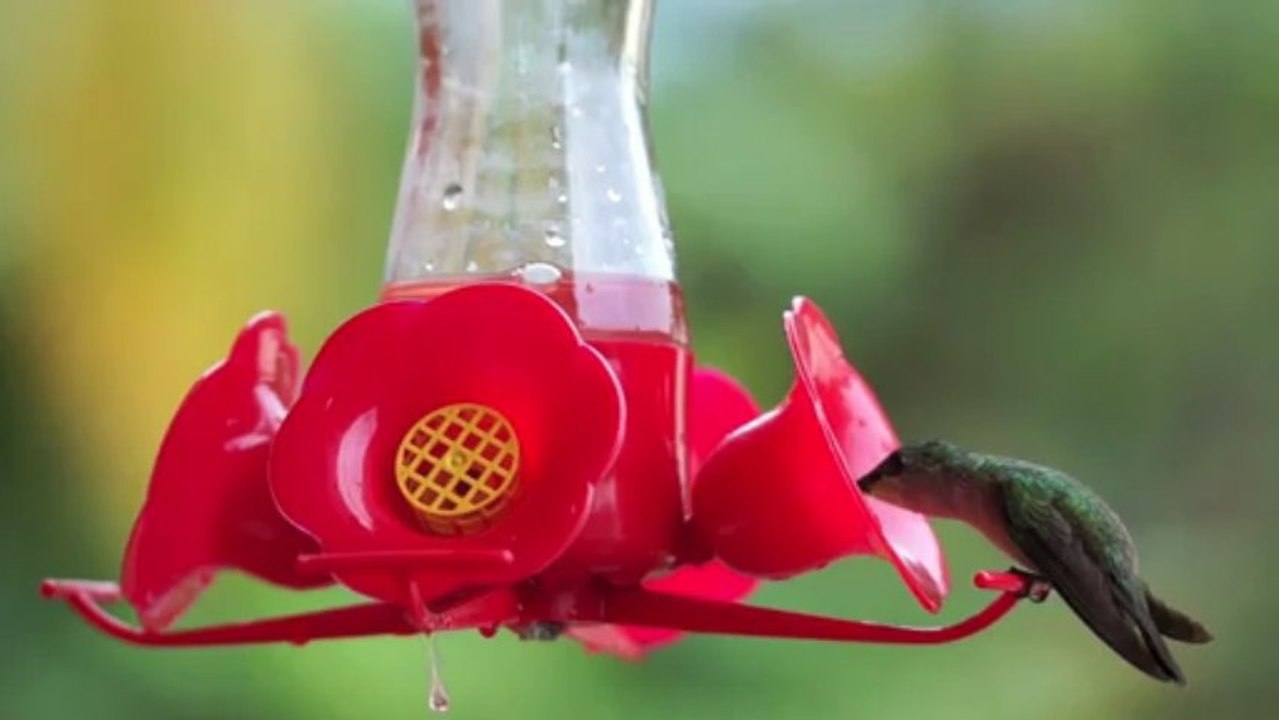 Colibris From Martinique