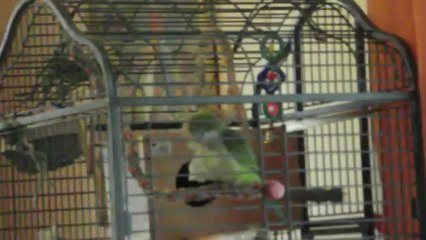 perruche souris au dancefloor !