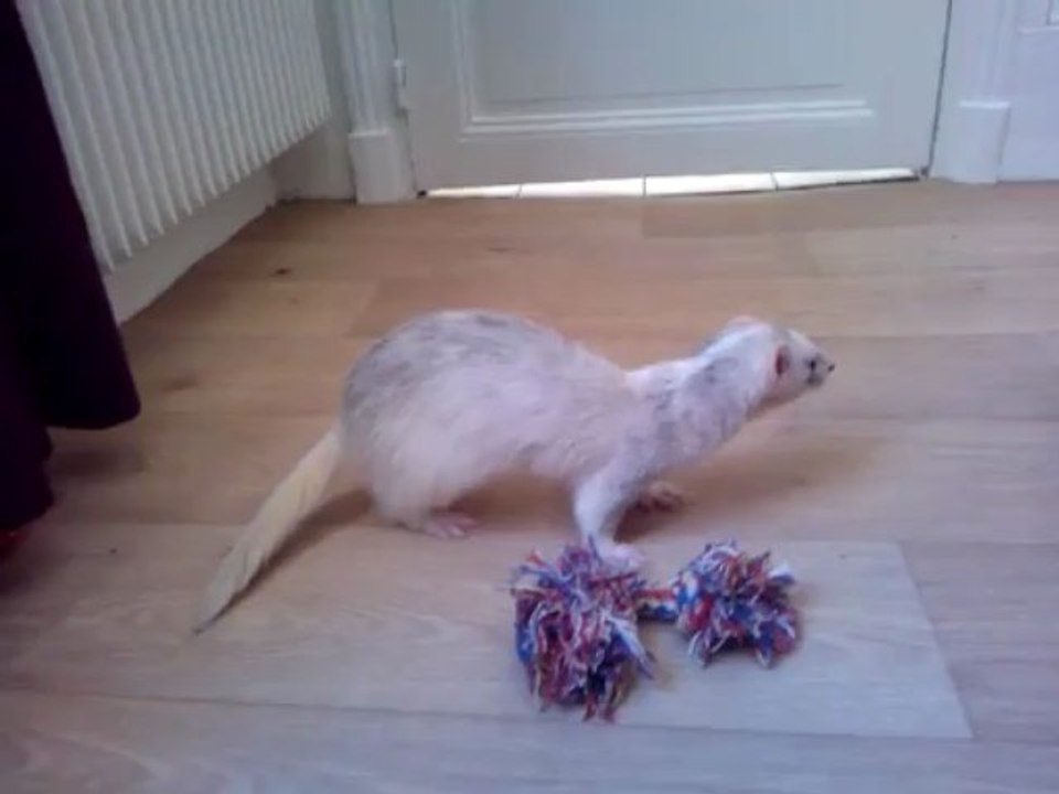 Vidéo Diwal.4