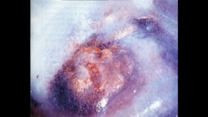 XII° colloque de cryptozoologie Dinant (2sur2)