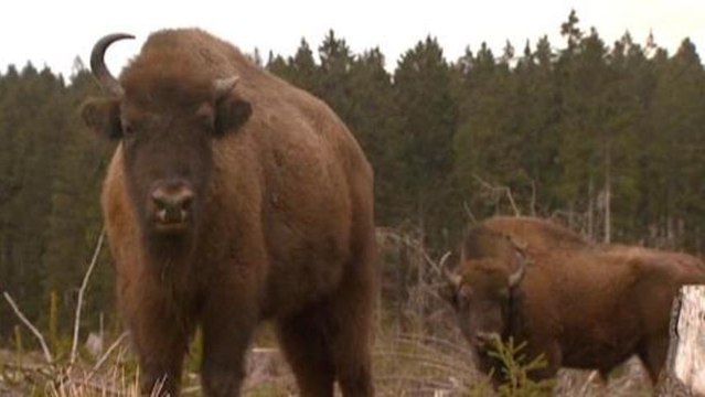 European bisons roam freely for first time centuries