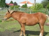 elodie ou la passion du cheval