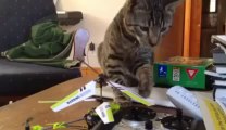 Rencontre entre un chat et un hélico télécommandé
