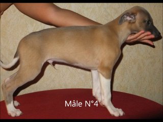 chiots whippet du domaine des champions