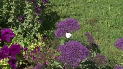 Pestizide und Straßenbau bedrohen Schmetterlinge