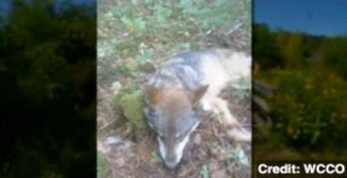 Teen Survives First-Ever Wolf Attack in Minnesota