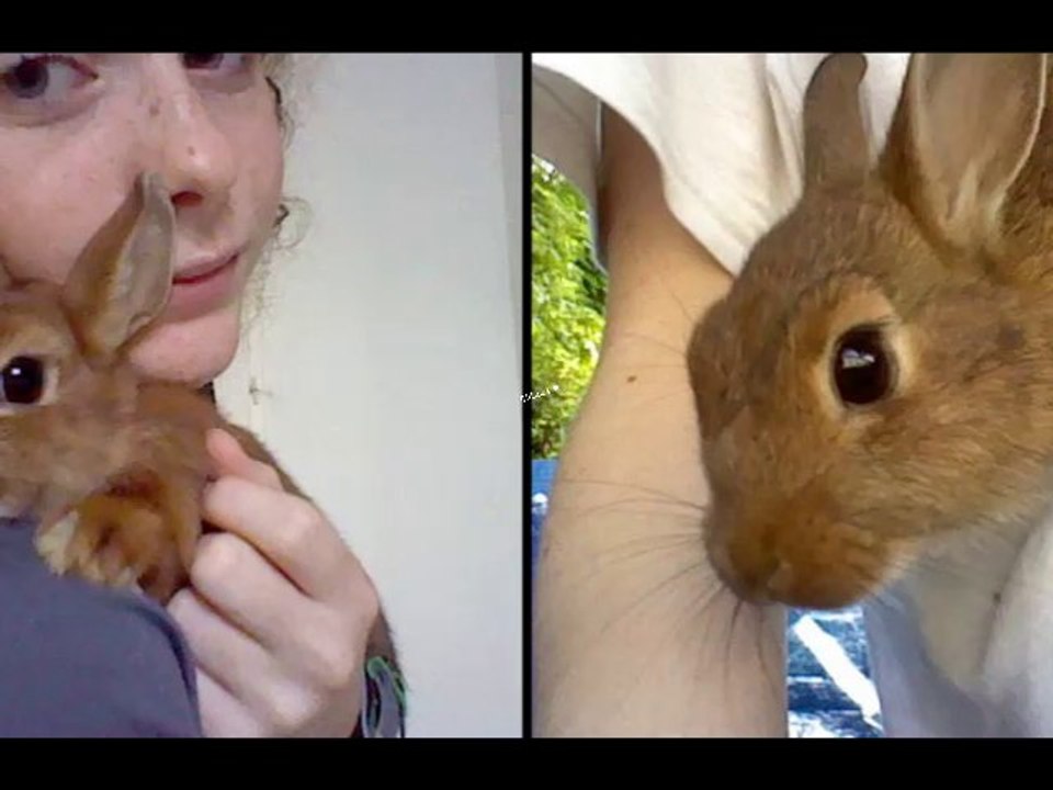 Cohabitation entre Lapin/Cobaye