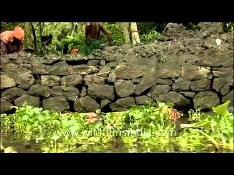 Backwaters of Kerala: On the houseboat