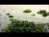 Water Hyacinth has taken over the Kerala backwaters and lagoons