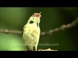 Tailor Bird vocalizes heavily in nesting season