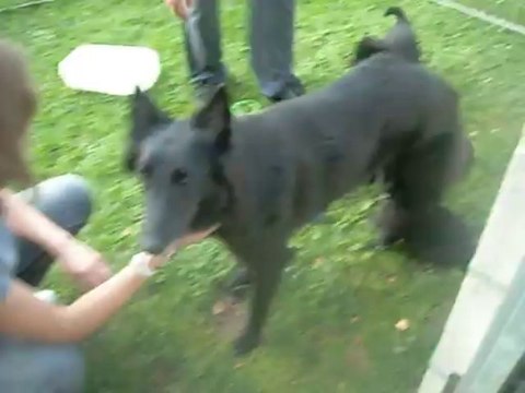 28 août 2013 : visite des chiots âgés de 28 jours