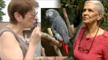 Not One, But TWO Missing Parrots That Sound Like Dead Husbands