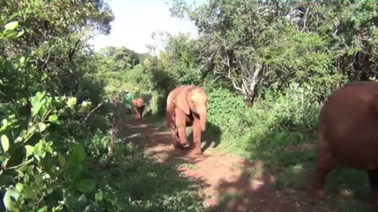 Zu Besuch bei David Sheldrick Wildlife Fund