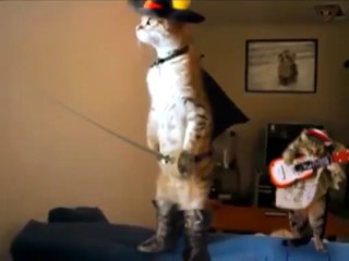 Dans la vraie vie LE CHAT POTTE!