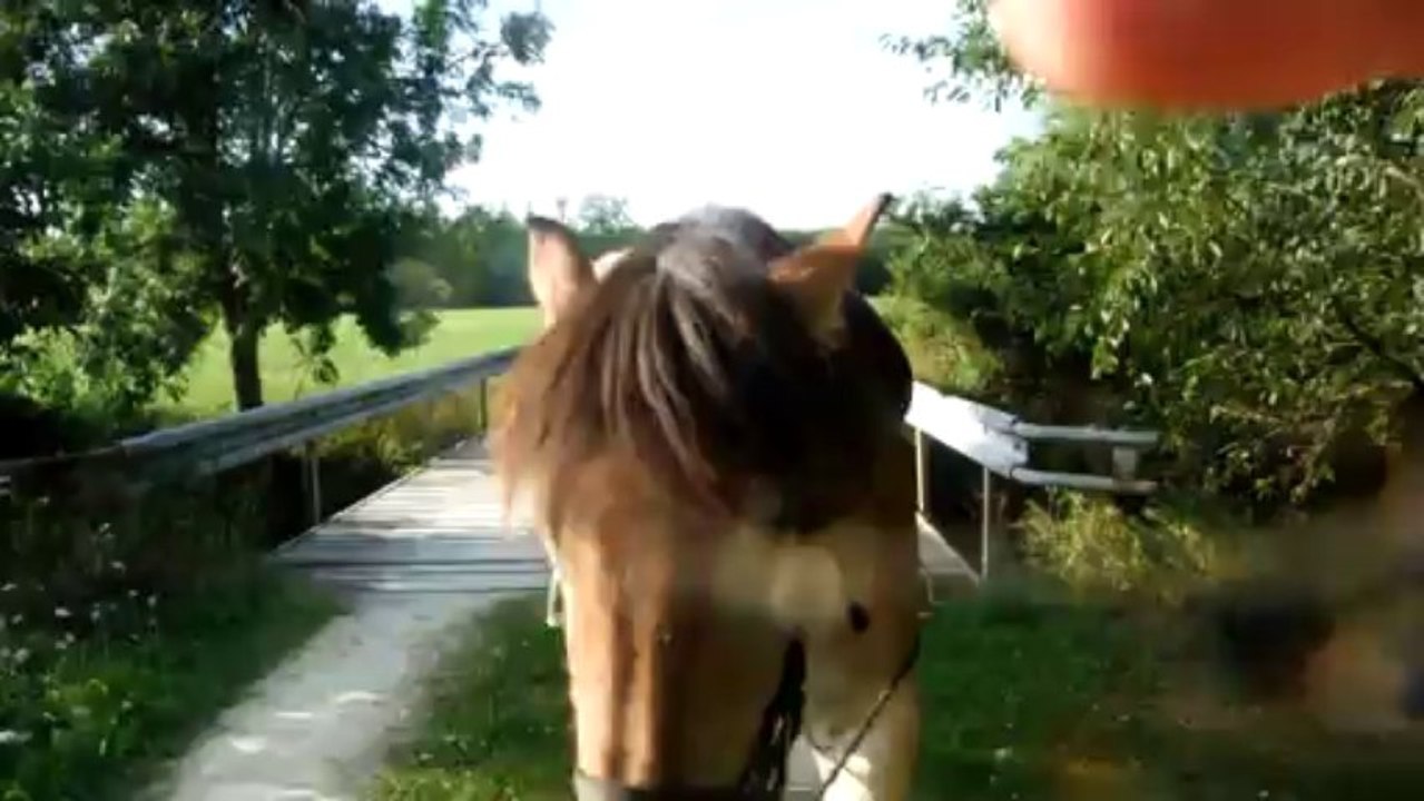 Travail aux longues rênes avec jeune Ardennais.Passage d'un pont de bois.