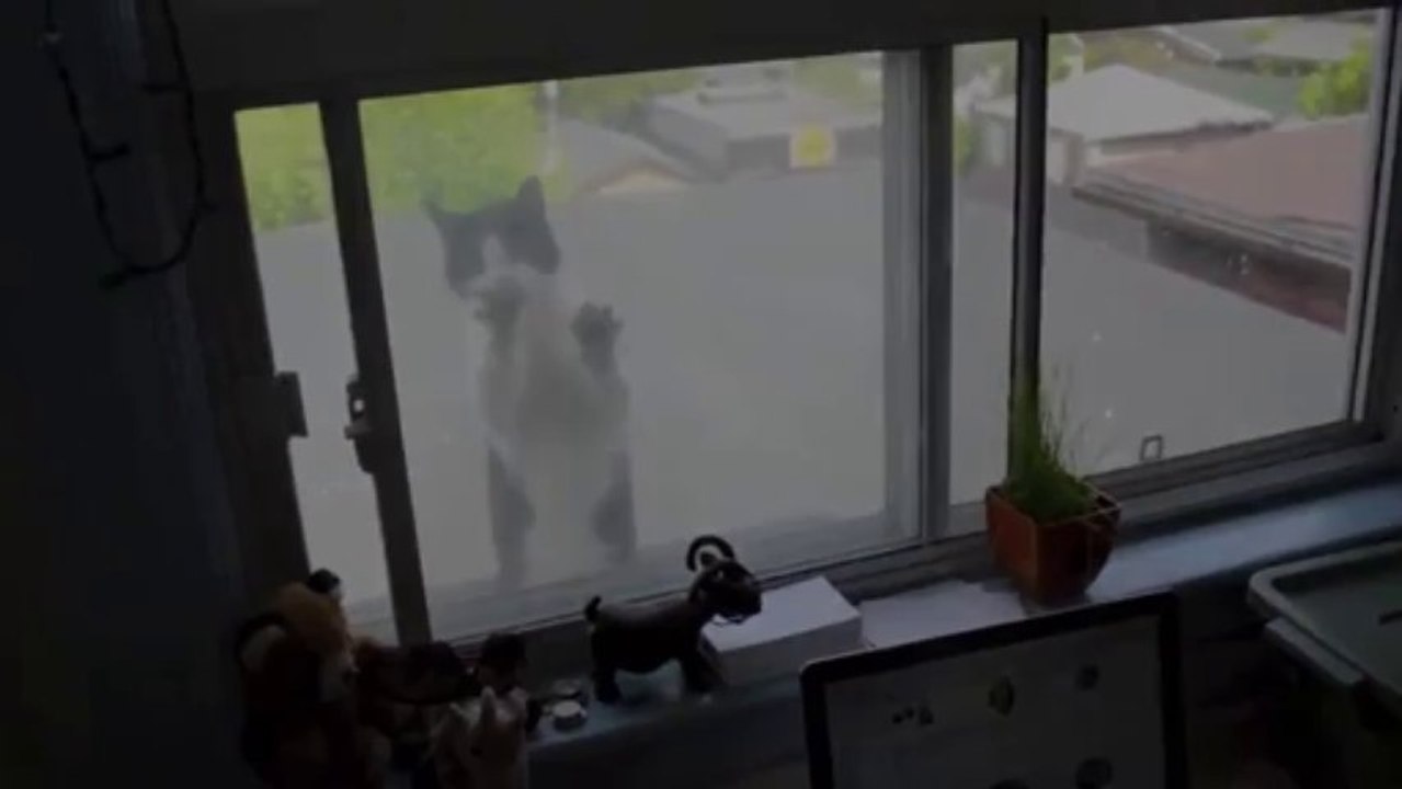 Katzen Attacke am Fenster / Window cat attack