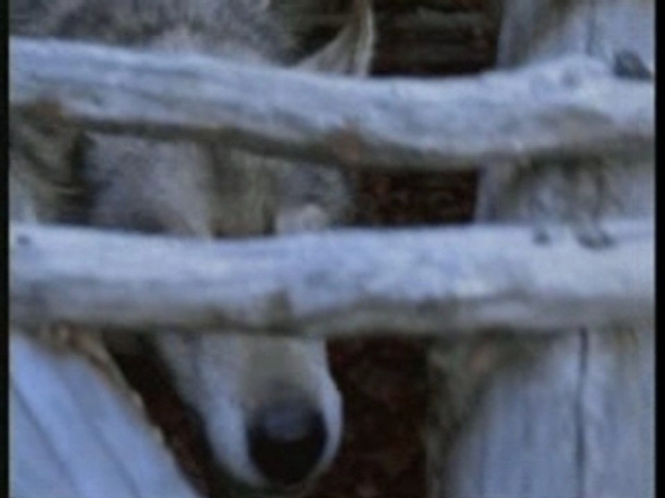 Korpiklaani (shaman)- Idja