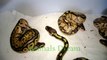 Résultat naissances python regius  Aout 2013
