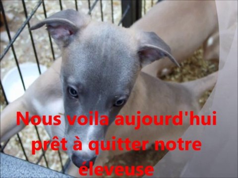 chiot whippet disponibles dès aujourd'hui