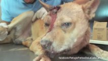 Dog Survived Stabbing by Owner's Angry Ex-Boyfriend
