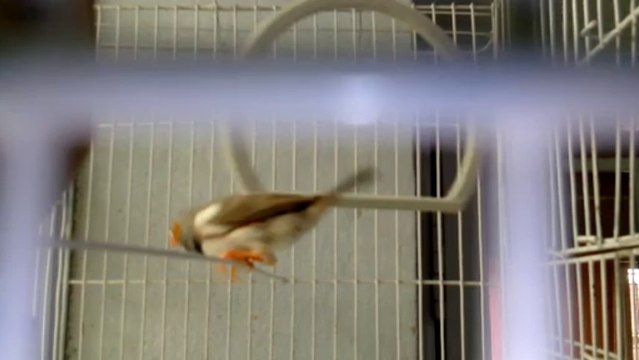 zebra finches