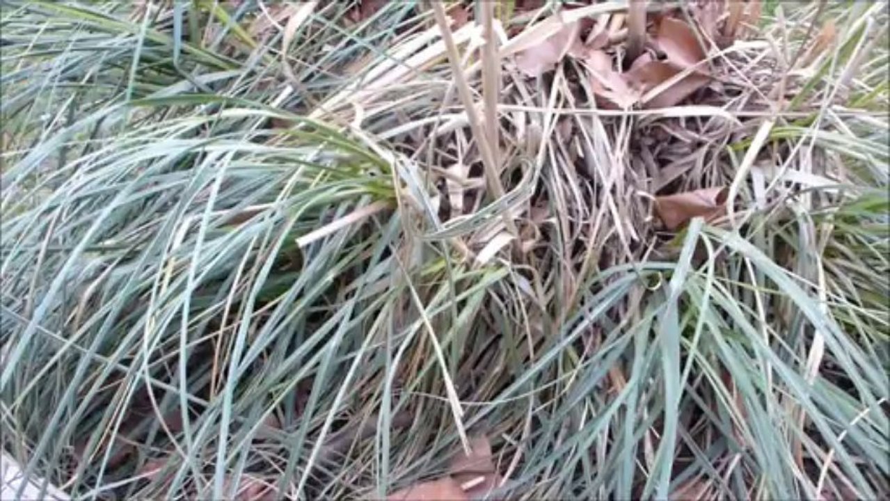 Gouny the froggy and his polaroïd 1000