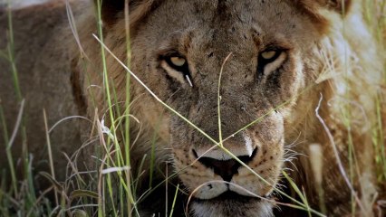 "Africa in 60 sec." Lions of Serengeti. Tanzania.