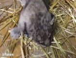 Les images du bébé lion de Besançon