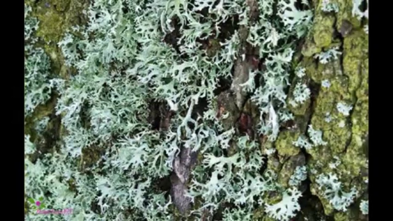 PALOMA PICASSO Άρωμα Σπρέυ