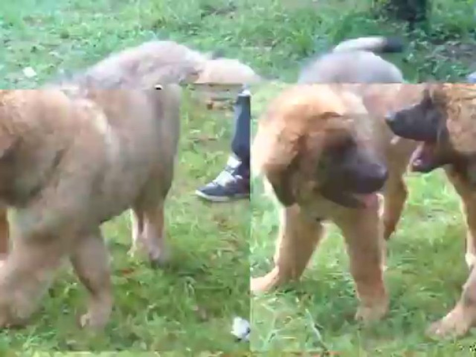 Idès et Ixxs jouent