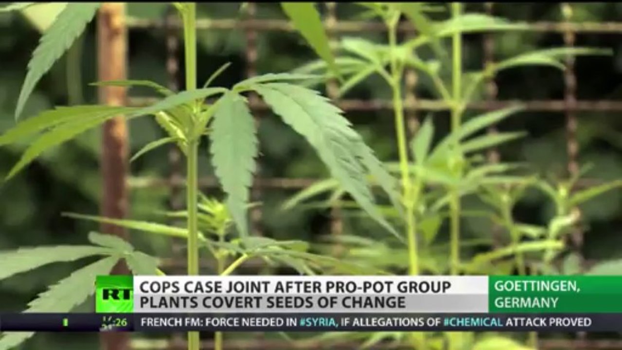 'High' Alert_ 1000s of cannabis plants in German town as part of protest